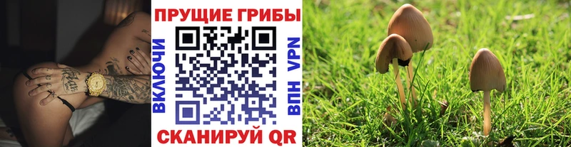 Псилоцибиновые грибы Psilocybe дарк нет как зайти Энгельс